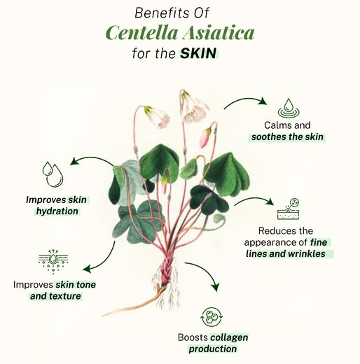 Centella asiática (5 viales x 10 ml)