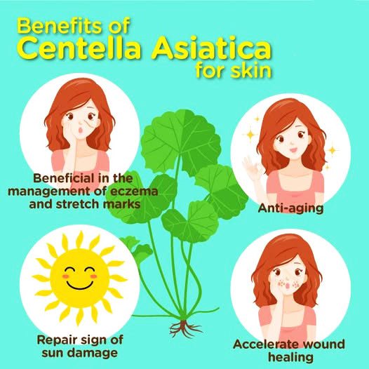 Asian Centella (5 Vials x 10 ml) - SlimSpaOnline