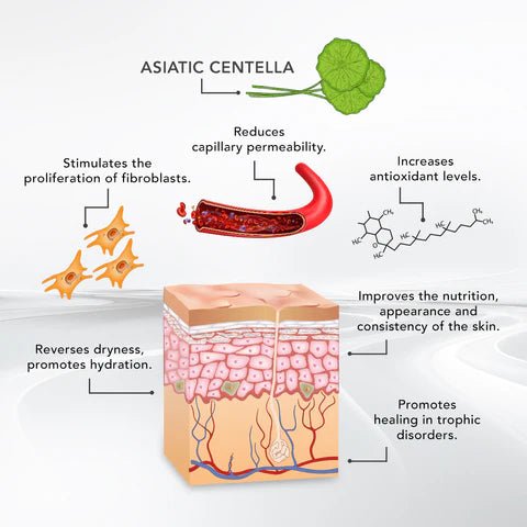 Asian Centella (5 Vials x 10 ml) - SlimSpaOnline