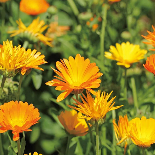 Calming Calendula Spray bottle — unscented vegan redness relief mist for sensitive skin | SlimSpa